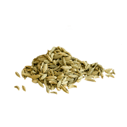 finocchio
