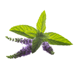 menta-piperita