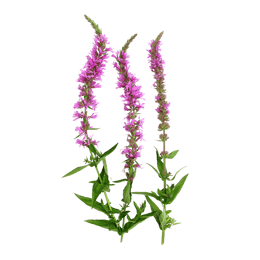 salcerella