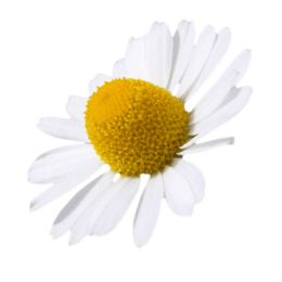 card-camomilla