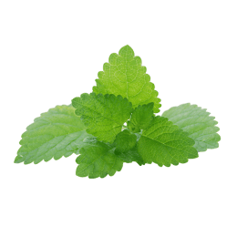 melissa-officinalis