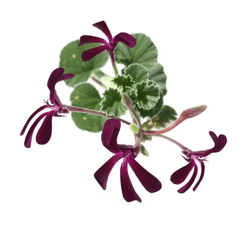 pelargonium
